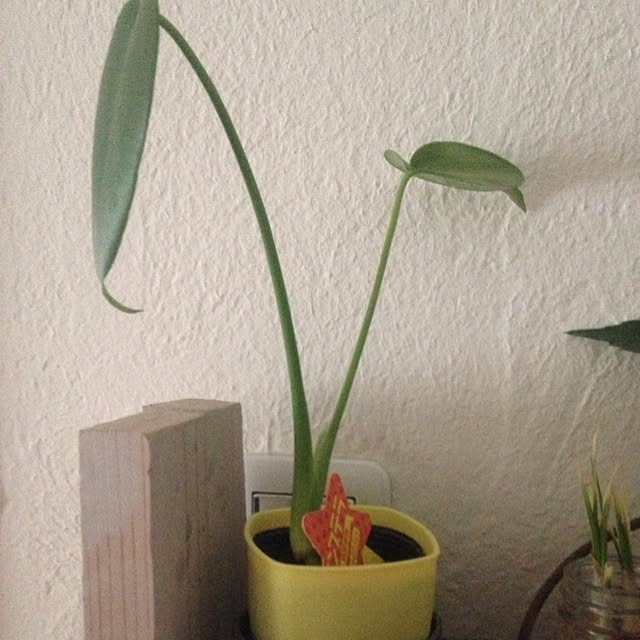 izuhanさんの実例写真