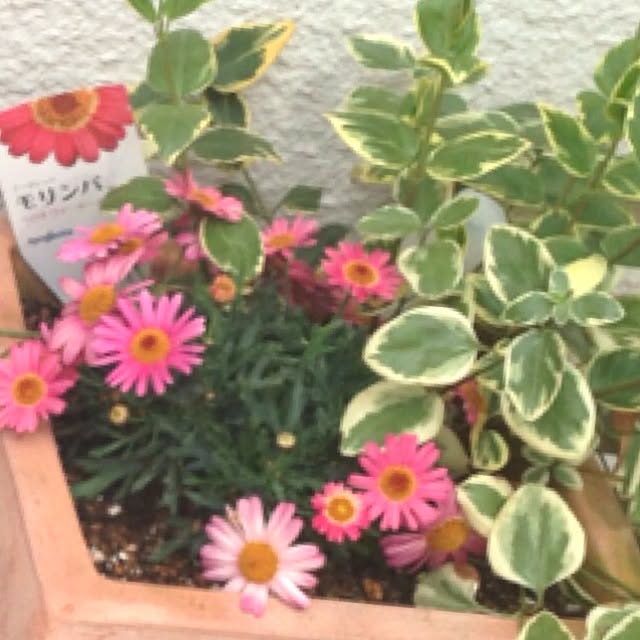 yoko-hiasaさんの実例写真