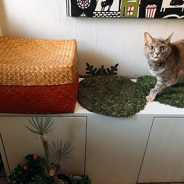 nyanko-beamさんの実例写真