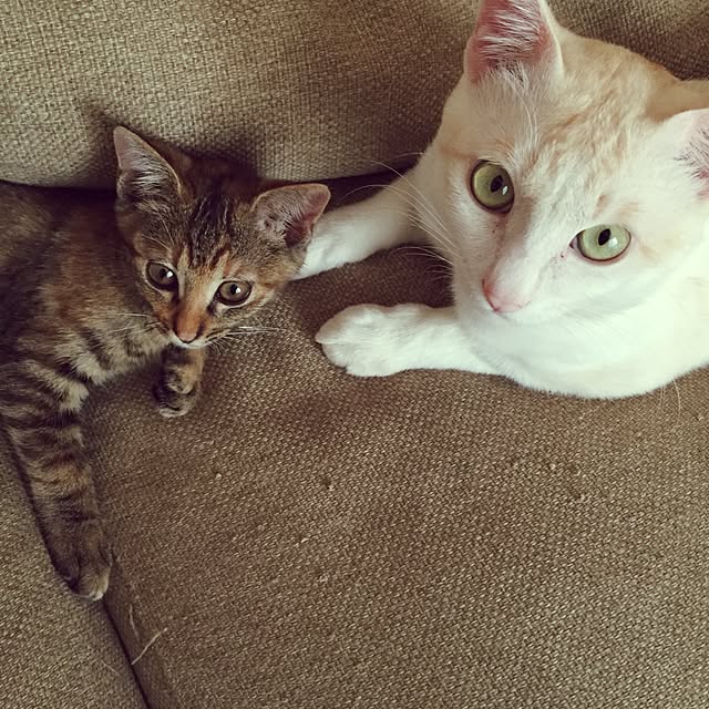 chiimalさんの実例写真