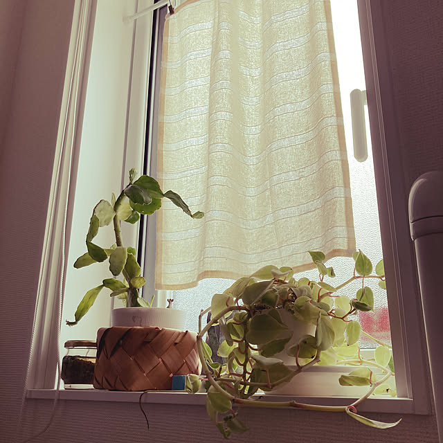 観葉植物/バス/トイレのインテリア実例 - 2021-09-28 08:28:14