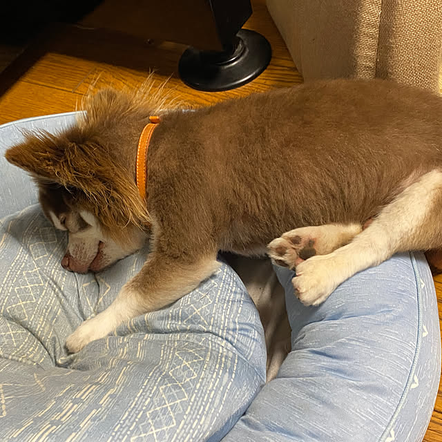 chIoeさんの実例写真
