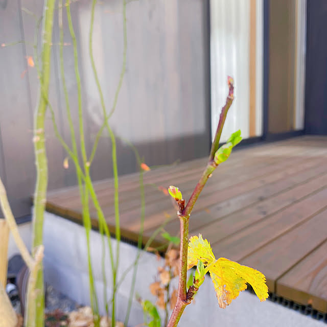 玄関/入り口/ウッドデッキのある家/ウッドデッキのある暮らし/ウッドデッキ/庭の草花...などのインテリア実例 - 2025-02-14 15:36:12