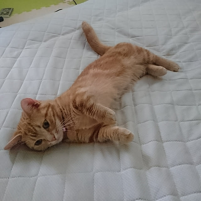 shinobuさんの実例写真