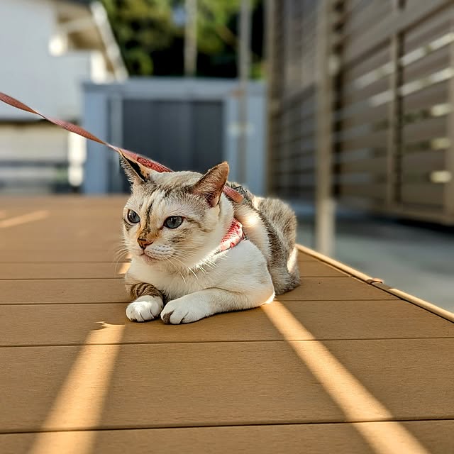 kohakuさんの実例写真