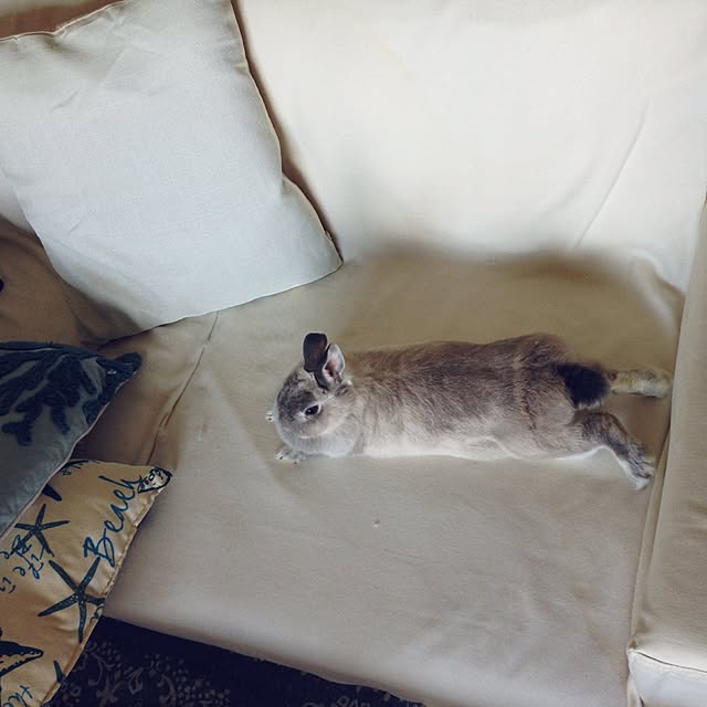 yokomokoさんの実例写真