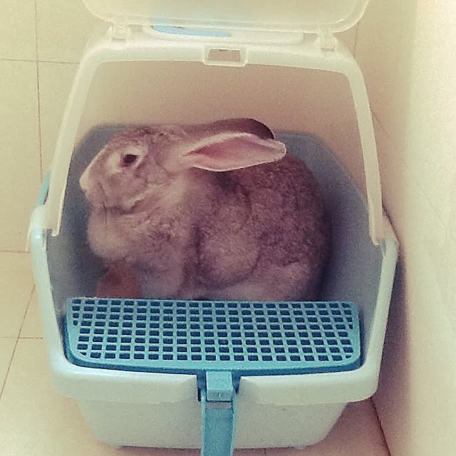 MARIさんの実例写真