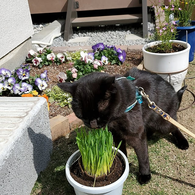 ramuramuさんの実例写真