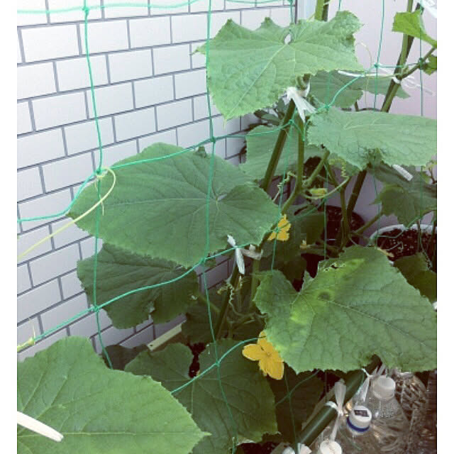 hanachanさんの部屋