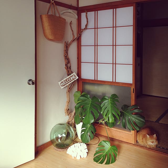 maluさんの実例写真