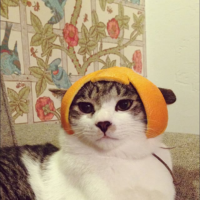 picakoさんの実例写真