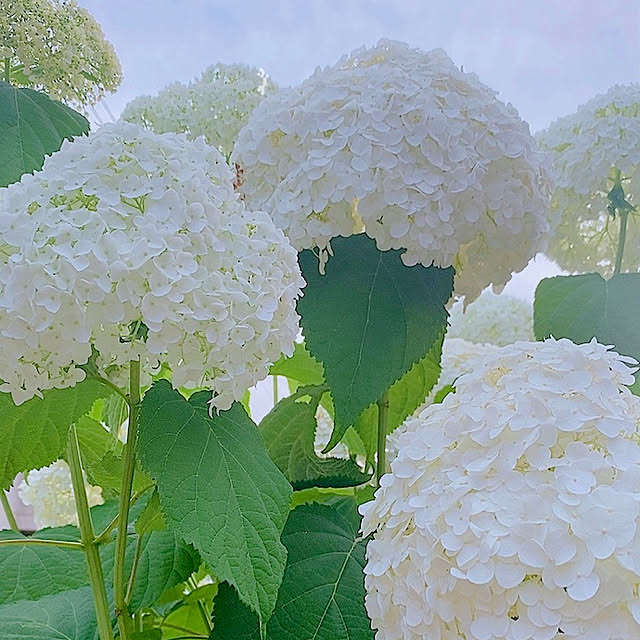 keikoさんの実例写真