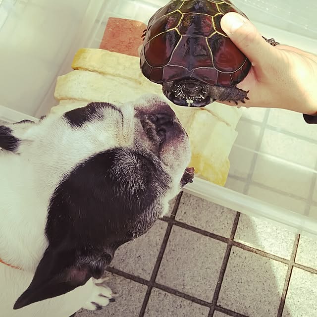panchobiさんの実例写真