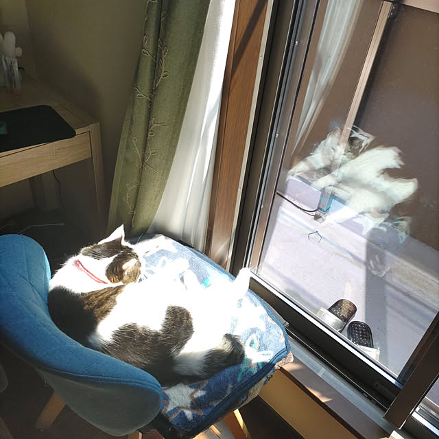 yuuさんの実例写真