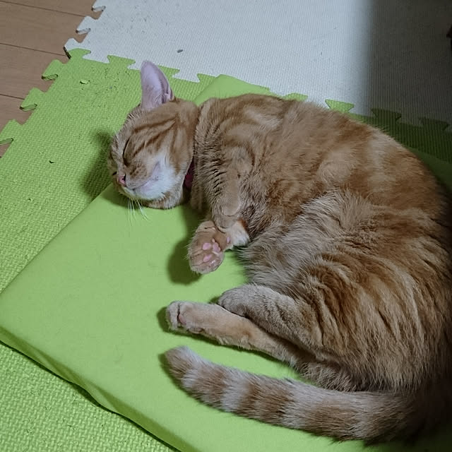 shinobuさんの実例写真
