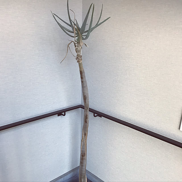toluckyさんの実例写真