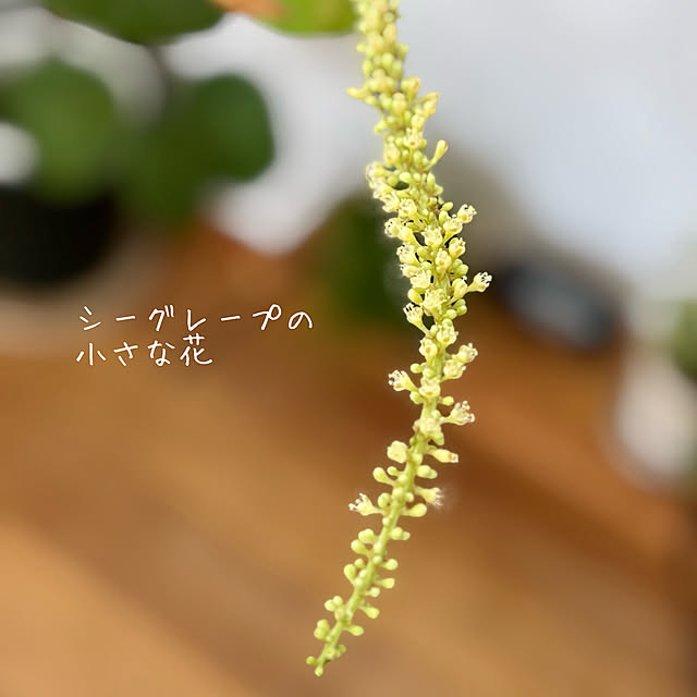 timtamさんの部屋