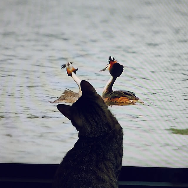 hanacocoさんの実例写真