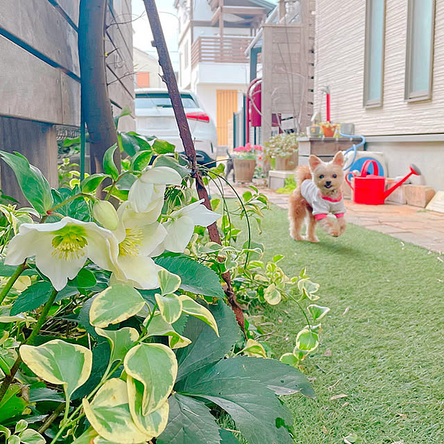 実例写真