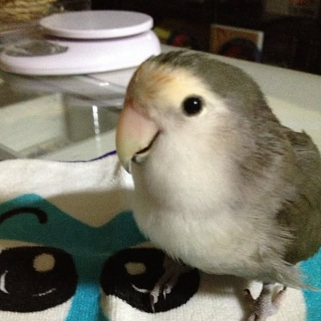 Chicoさんの実例写真