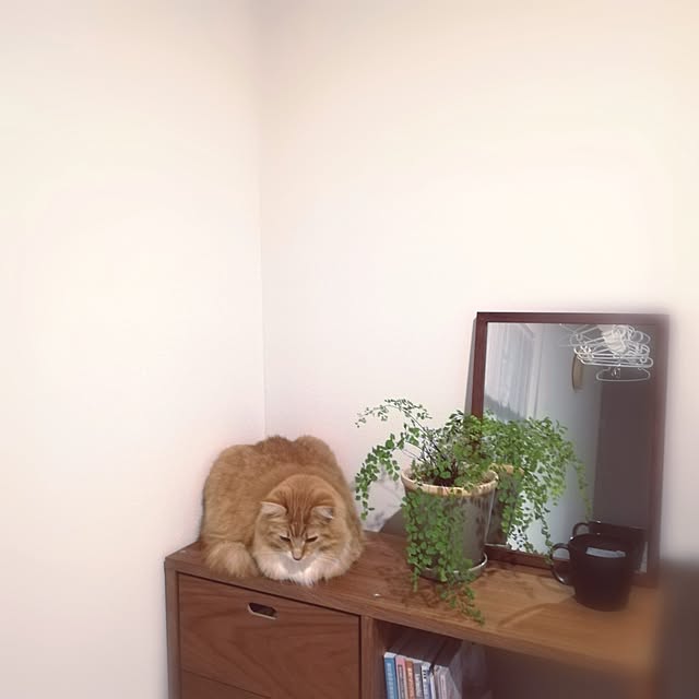 pinokoさんの実例写真