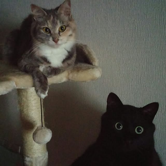 Cocoさんの実例写真