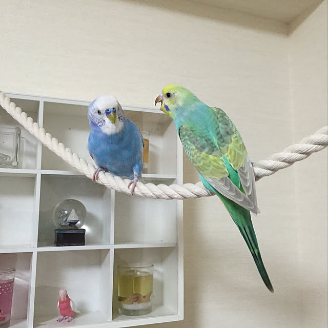 toratanさんの実例写真