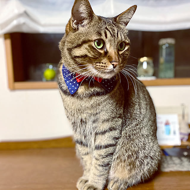 cocomaroさんの部屋