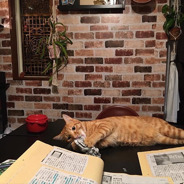 実例写真