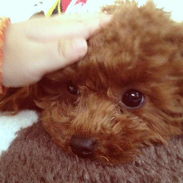 cocoさんの実例写真