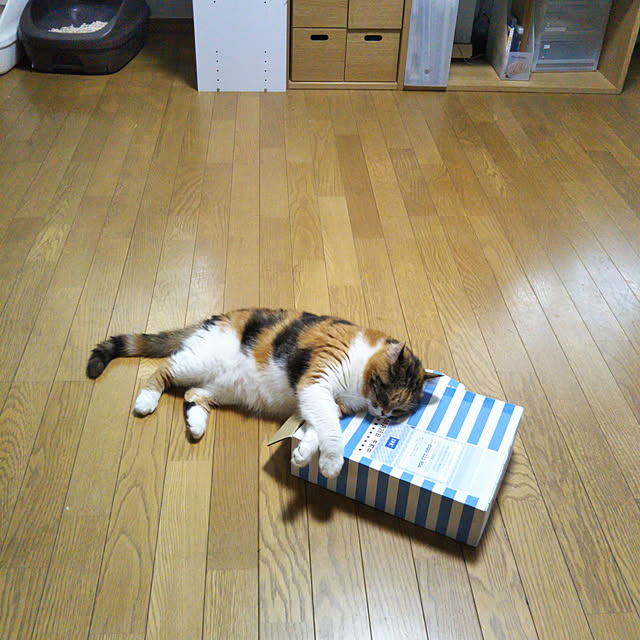 yukieさんの実例写真