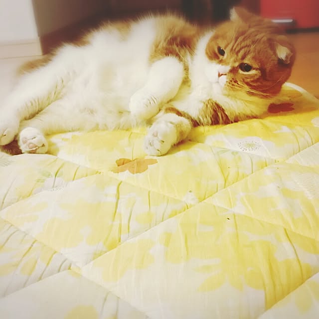 anadorunaさんの実例写真