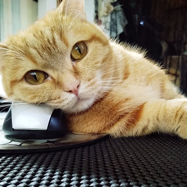 runaさんの実例写真