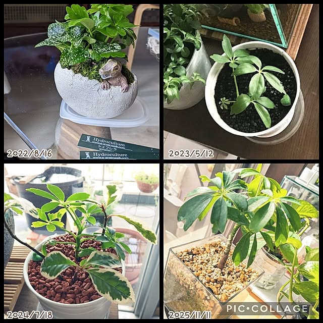 mi-saさんの部屋