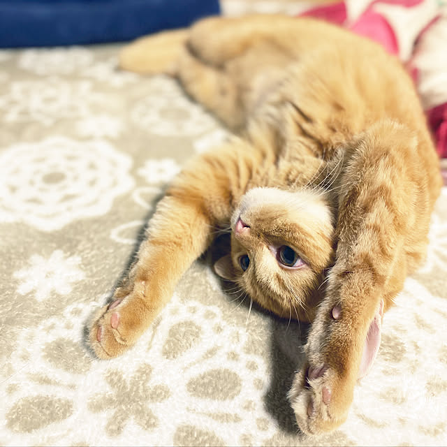 PetroUtenaさんの実例写真