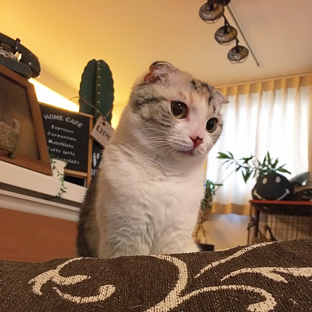 yokkochanさんの実例写真