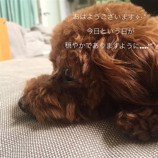 cherryさんの実例写真