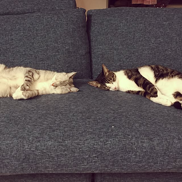 リビング/ソファー/猫/仲良しのインテリア実例 - 2016-11-16 19:04:24