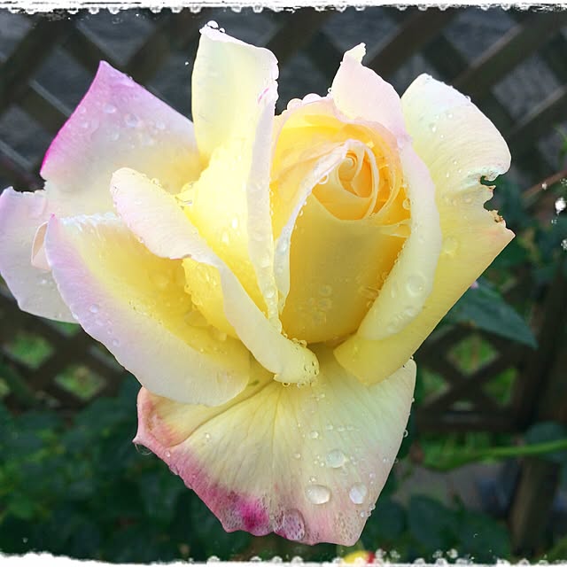 HappyRoseさんの実例写真
