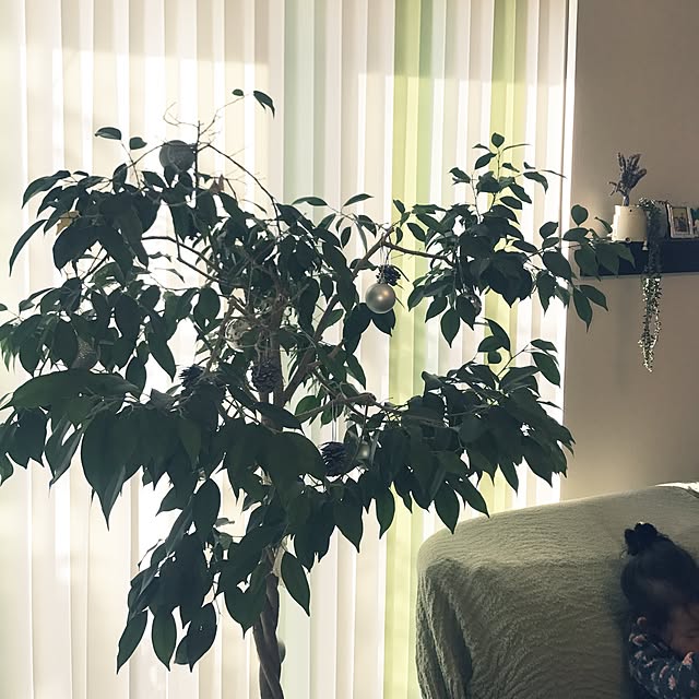 リビング/観葉植物のインテリア実例 - 2017-02-21 08:38:50