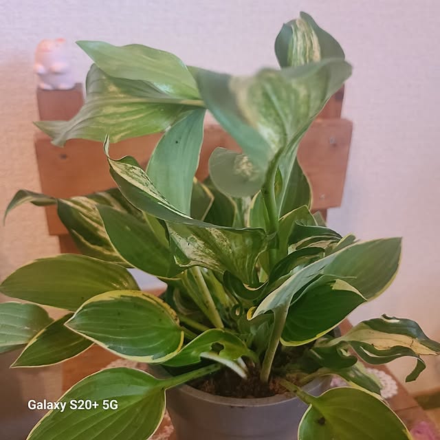 monnさんの部屋