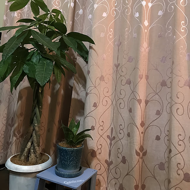 chpyさんの実例写真