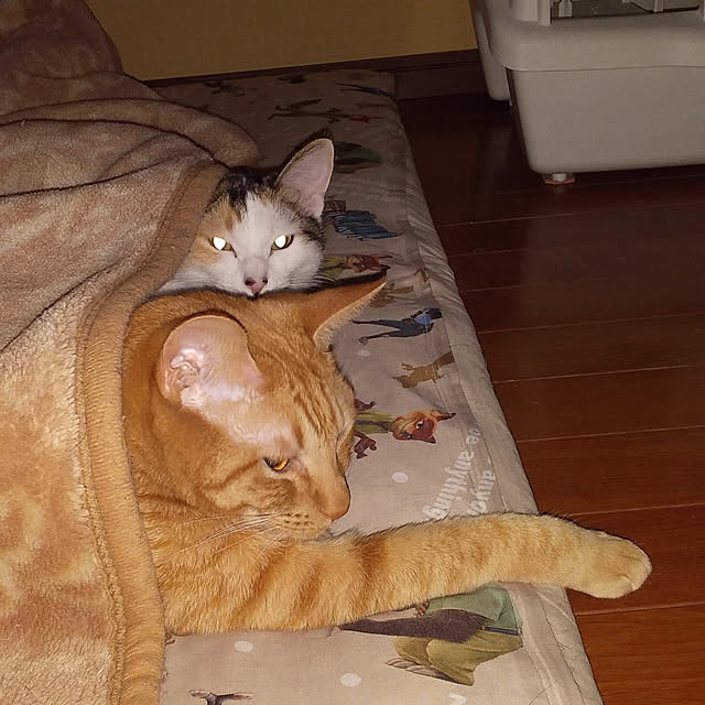 実例写真