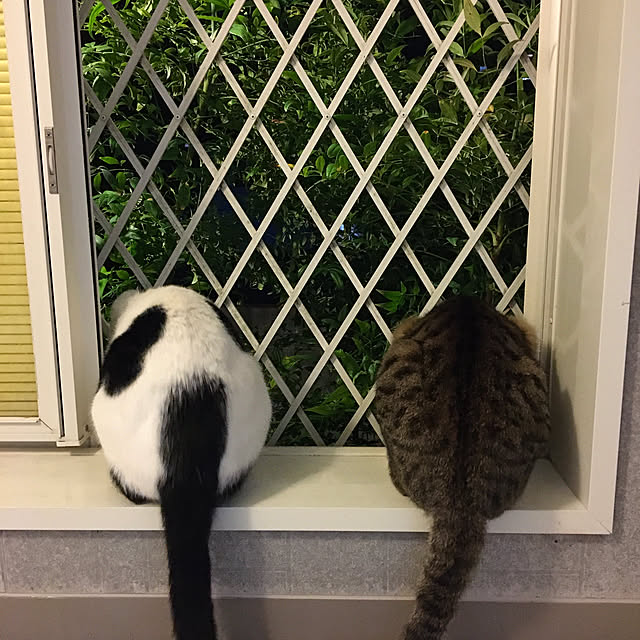 nobikoさんの実例写真