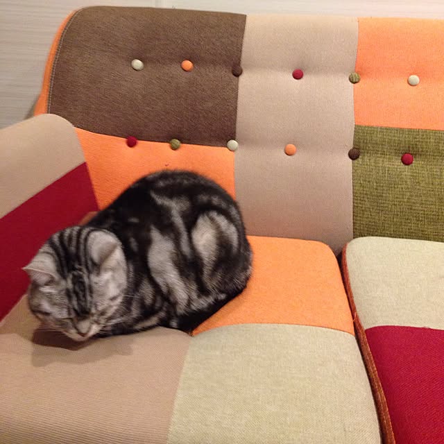 pekoさんの実例写真