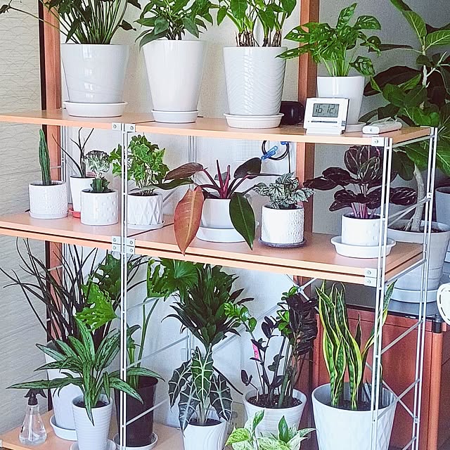 hanachanさんの部屋