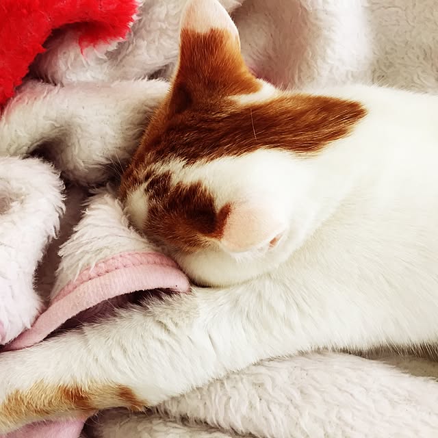 minkokoさんの実例写真
