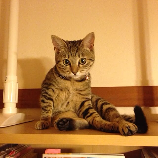 実例写真