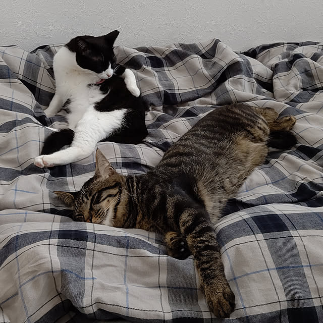 hihaさんの実例写真