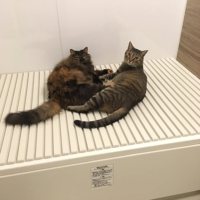 mikomaruさんの実例写真